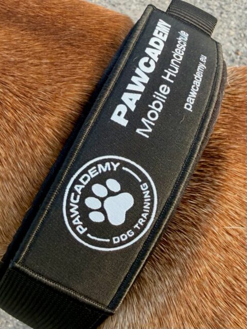 Wir haben unseren ersten #Markenbotschafter! 🤗 Der @ridgeback.yoda 🐕 läuft ab sofort im PAWCADEMY-Design am Halsband… selbstverständlich immer locker, entspannt, leinenführig. So als richtiger Werbehund eben. …  Haha. Spaß. 
Nein - wir haben auch unsere Baustellen und arbeiten deshalb jeden Tag, um immer noch ein bisschen besser zu werden. Was wir aber in jedem Fall haben, ist ein tolles Verständnis füreinander - und auch das vermitteln wir (neben vielem anderen) Hundehalterinnen und -haltern in der PAWCADEMY. 🤩
#rhodesianridgeback #teamridgeback #dogfluencer