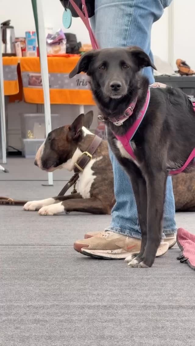 Großes Interesse, tolle Hunde und viel Hundewissen auch an Tag 6 des Mannheimer Maimarktes 2026: Auf der Aktionsfläche in Halle 2 waren zusätzlich zu Iris und Stefan von @hundeschule.royalsteps und Ralph mit der @pawcademy.eu auch Barbara von @tierphysioluchmann und Nicole von @bullterriervomteltschikturm zu Gast. Es ging unter anderem um entspannende Massagen für Hunde und darum, Hunden im neuen Zuhause ein ideales Willkommen zu bereiten. In den Workshops gab es vertiefendes Wissen zum perfekten Rückruf und dem, was Hunde wirklich benötigen: Verlässlichkeit, Struktur, Vertrauen und Orientierung. Abwechslungsreiches Programm - wie an jedem #Maimarkt-Tag in Halle 2. #hundetraining #hundeschule #hundewissen