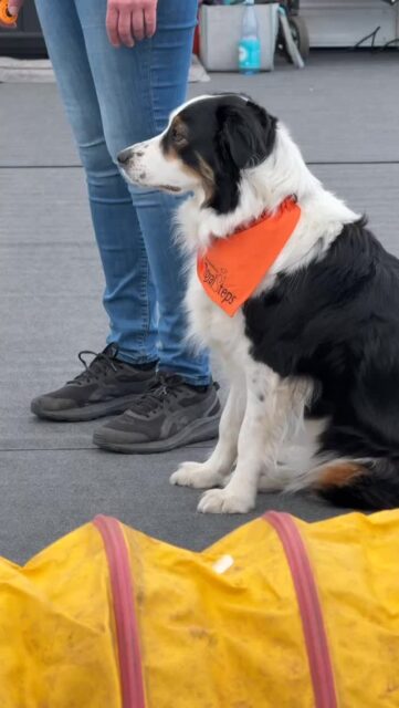 An Tag 3 des @maimarktmannheim ging es bei @hundeschule.royalsteps und @pawcademy.eu um Leinenführigkeit und Freilauf, Klickern und Möglichkeiten, Hunde zu belohnen. Außerdem durften sich Hunde aus dem Publikum spielerisch im Fun Parcours versuchen. An jedem #Maimarkt-Tag laden wir die Besucher:innen ein, mit uns in Halle 2 tief ins #Hundewissen einzusteigen. #hundetraining #hundeschule